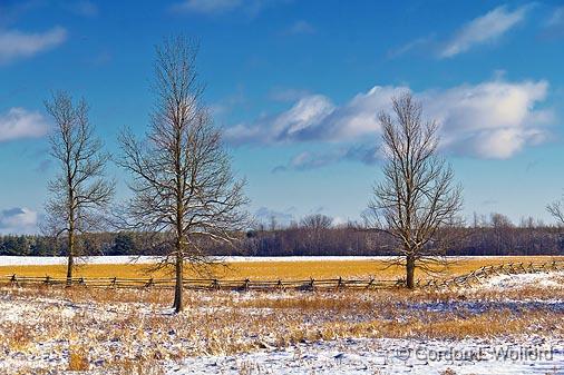 Three Bare Trees_04543.jpg - Photographed near Merrickville, Ontario, Canada.